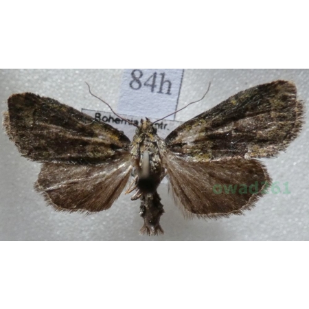 Cryphia algae (Fabricius, 1775) Porostnica glonówka Czech84h
